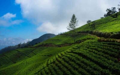 Nuwara Eliya Travel Hot Spot Sri Lanka