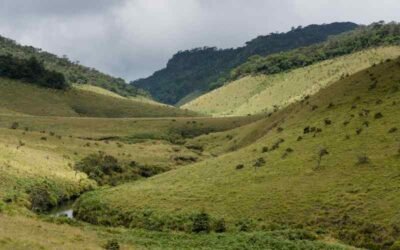 Trekking Through the Scenic Trails of Horton Plains