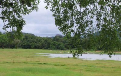 Exploring Kandalama’s Rich Cultural Heritage and Iconic Landmarks