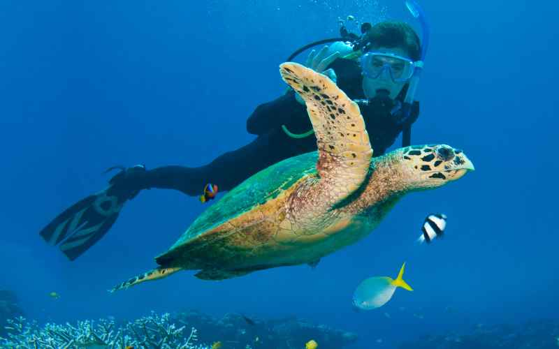 Best Scuba Diving Sites on the Great Barrier Reef