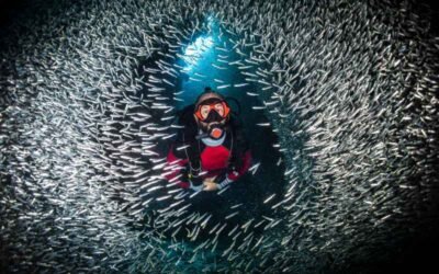 Great Barrier Reef’s Fascinating Marine Life