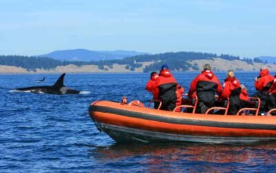 From Humpbacks to Blue Whales: Mirissa Whale Watching Tour