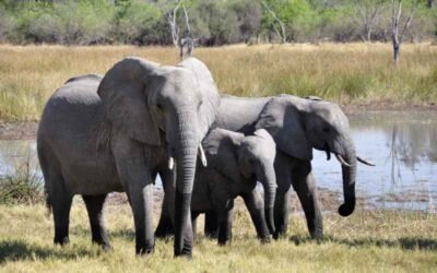 Discover the Magic of the Pinnawala Elephant Orphanage