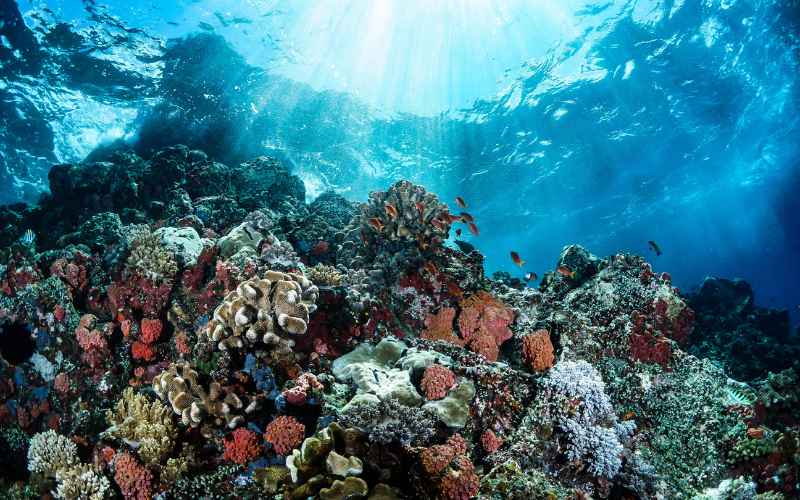 Exploring the Wonders of the Great Barrier Reef