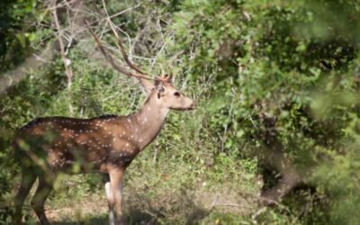 Discovering the Hidden Gems of Yala National Park on Foot and Bike Trails