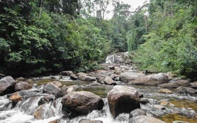 Hiking Trails and Wildlife Encounters in Sinharaja Forest Reserve