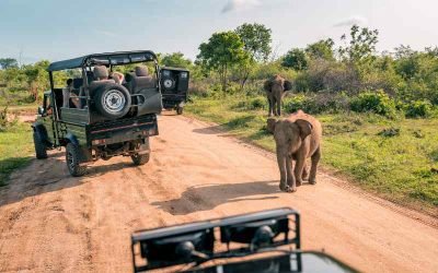 Udawalawe National Park: A Wildlife Paradise for Photographers