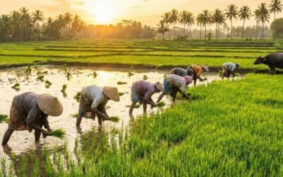 The Rhythm of Sri Lanka’s Paddy Season