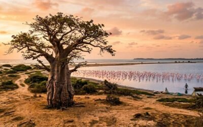Mannar Island: Flamingos, Baobab Trees, and a Slice of Africa in Sri Lanka