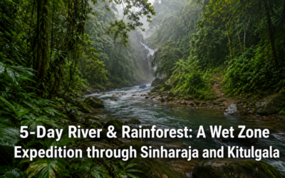 5-Day River & Rainforest: A Wet Zone Expedition through Sinharaja and Kitulgala